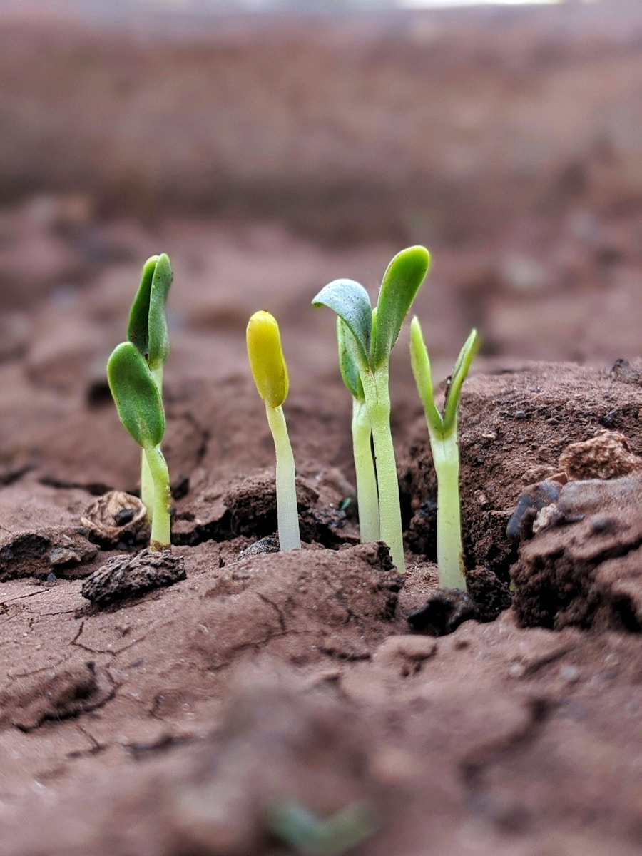 green plant on brown soil
